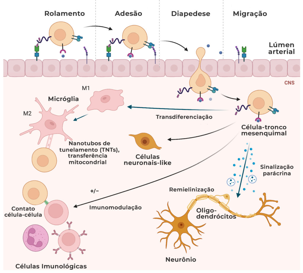 Mielinização da célula-tronco.